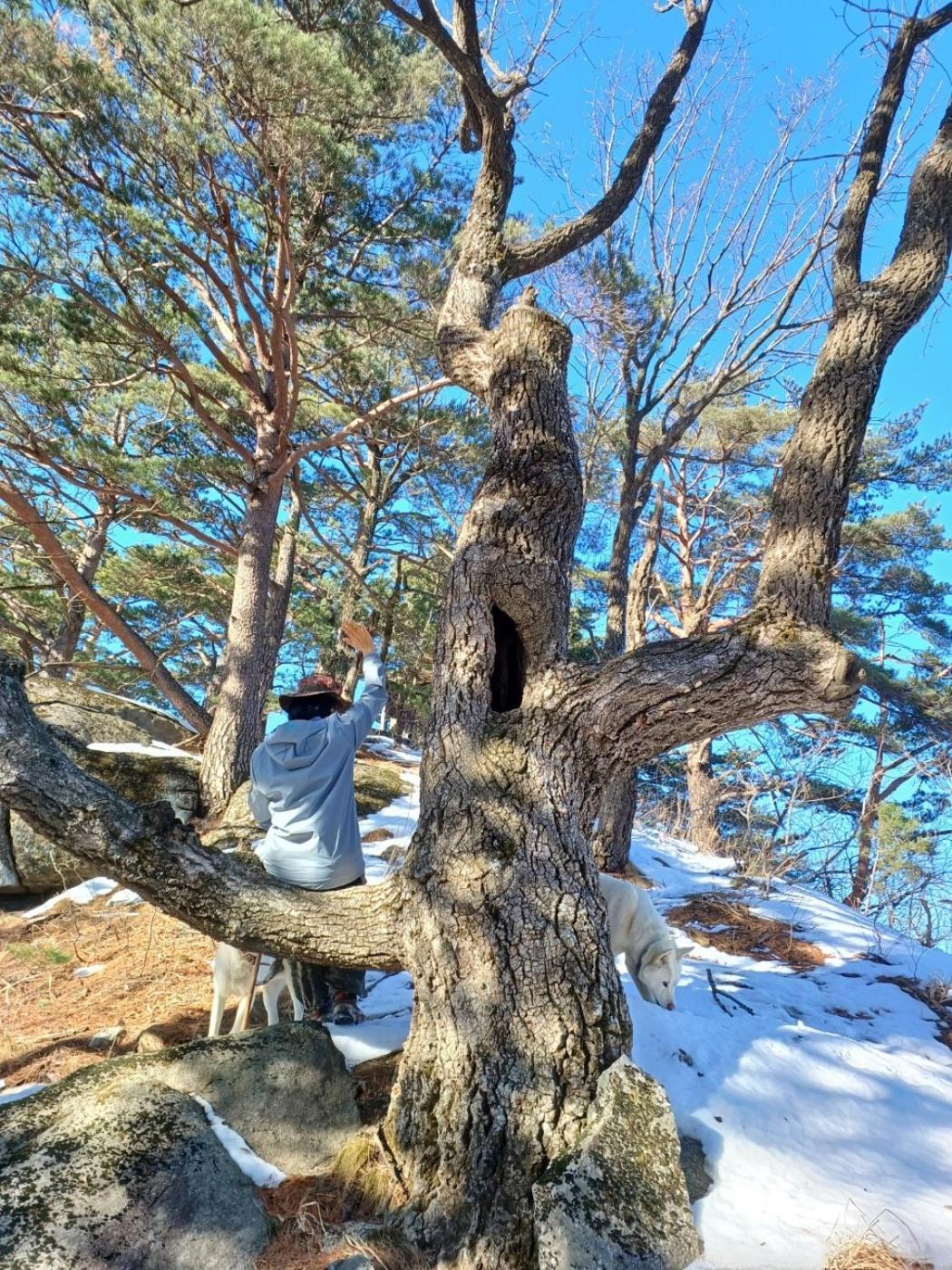 Forest Healing Park Cheongyu Hotell Gangneung Exteriör bild